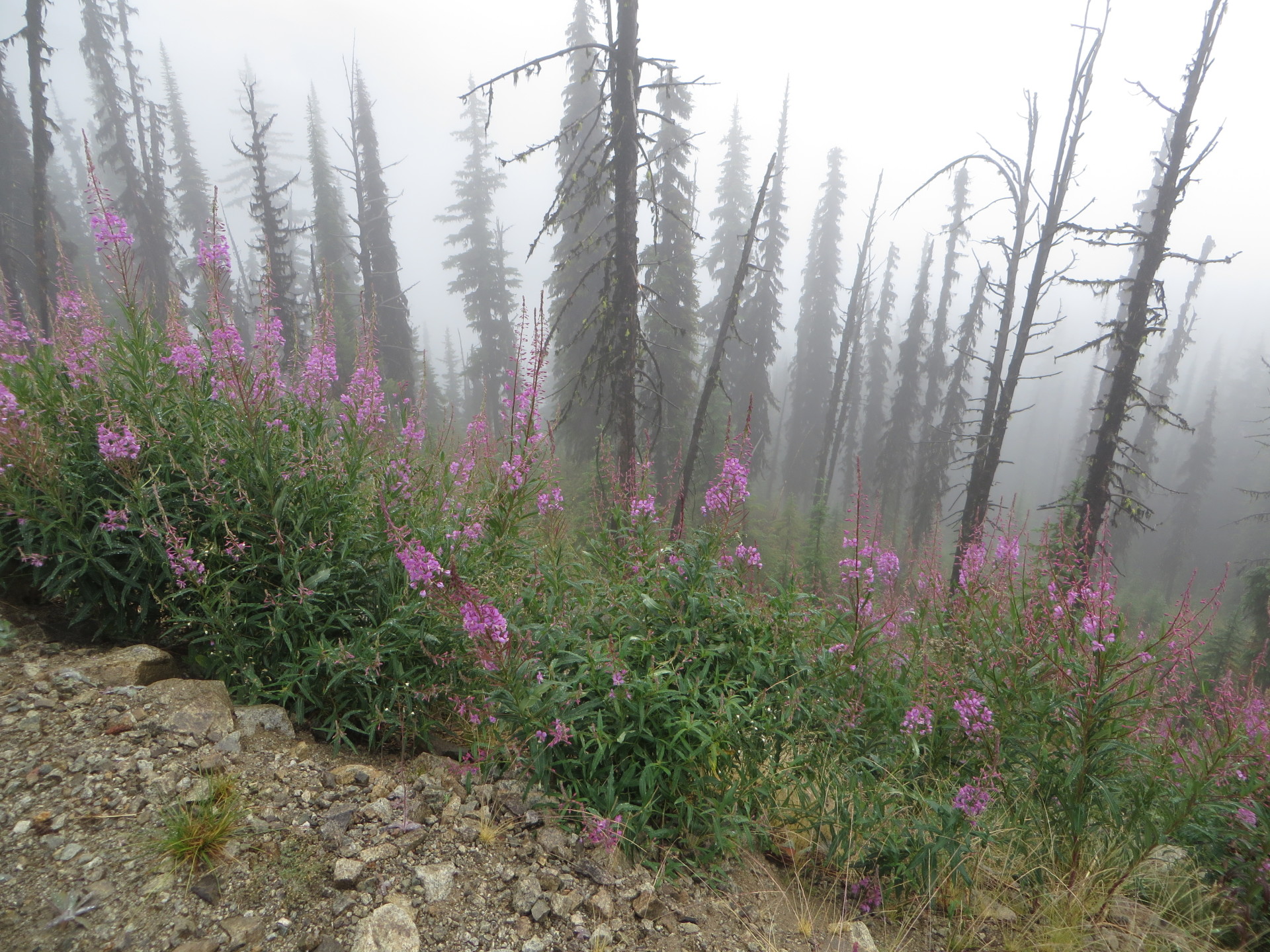 Sun, Rain, And A Little Snow. Nothing Like Summer In The Kootenays